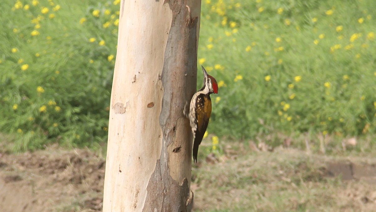 A Woodpecker at Koyra village in Manikganj Sadar upazila On Monday. Photo: Abdul Momin