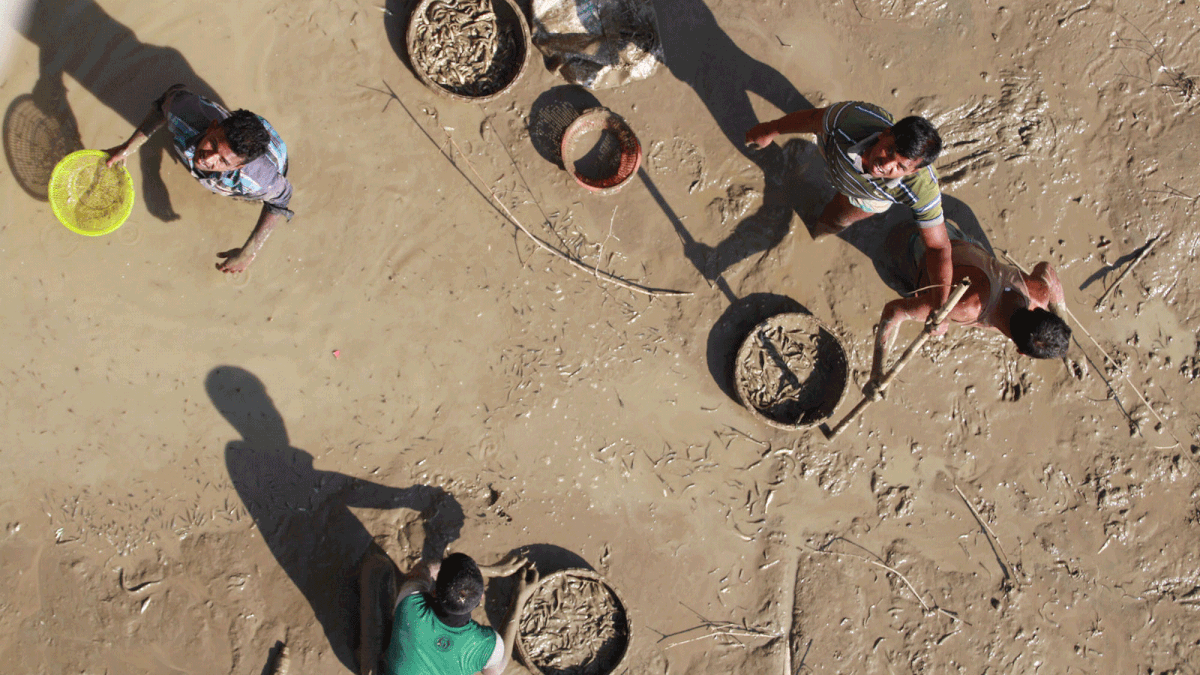 Fishermen catching fishes in the muddy water at Putimara Khal in Sylhet Sadar on Tuesday. Photo: Anis Mahmud