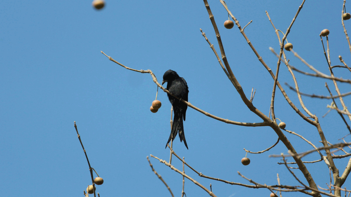 A bird is looking for foodat Ambarkhana area of Sylhet city on Tuesday