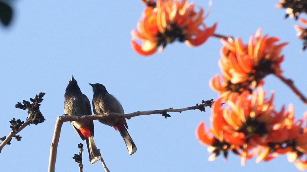 Two birds are seen on a tree branch with a background of a clear sky. Photo: Sourav Das