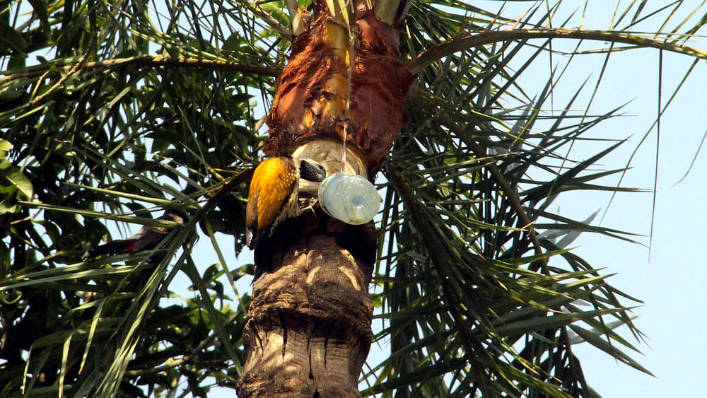 A bird is taking juice from a container that hangs to a date tree. Photo: Prothom Alo