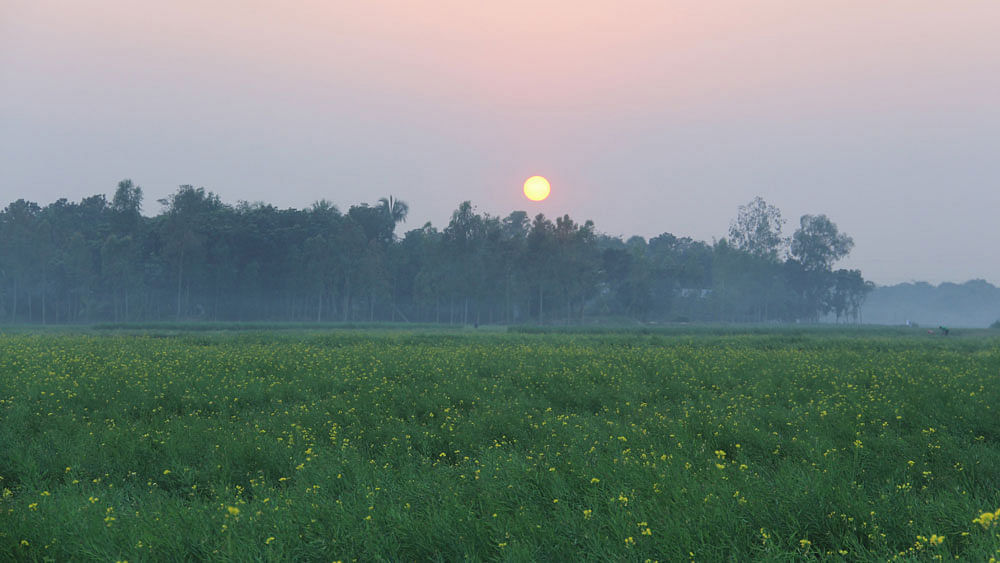 Sunset scene across mustard field. Photo: Prothom Alo