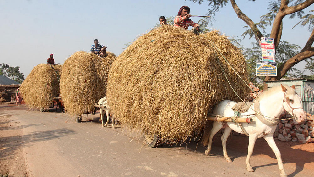 Farmers taking dry grass loaded on farm carts. Prothom Alo