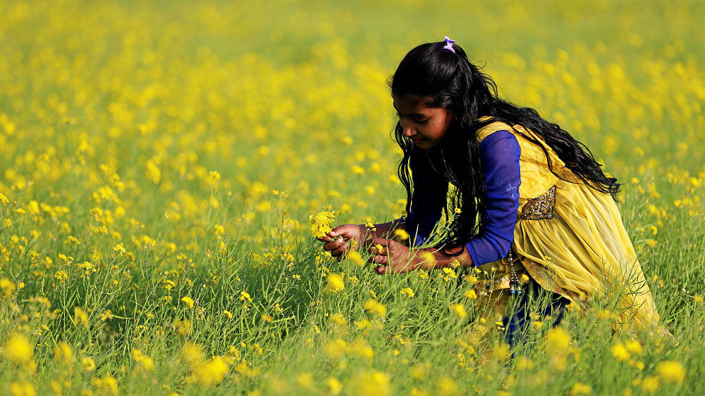 A girl collecting mustard flower. Photo: Reuters