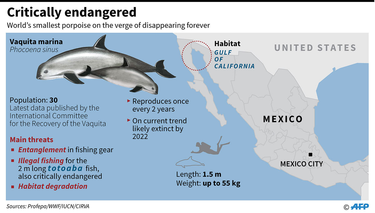 Factfile on the critically endangered vaquita marina porpoise, whose total population is now down to 30 according to a new estimate. AFP
