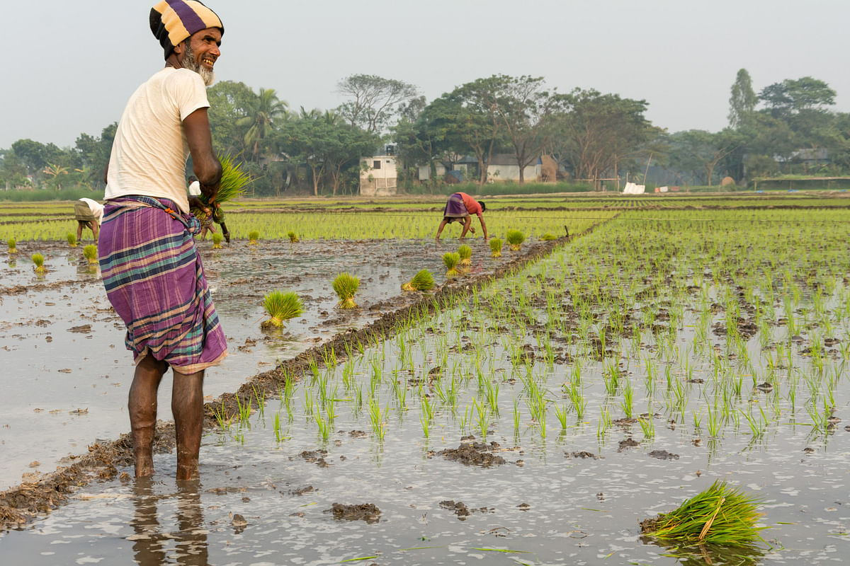 Seawater dents Bangladesh’s rice production. Photo: UNB