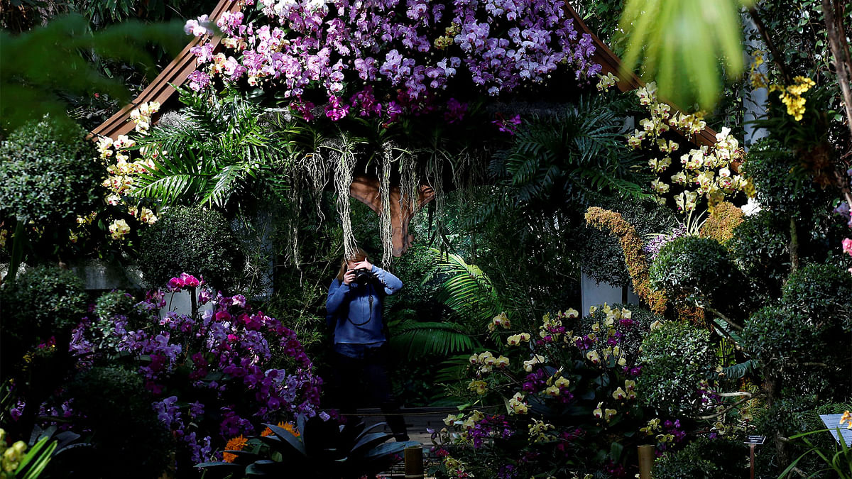 A guest photographs a display during the annual Orchid Show at the New York Botanical Garden in the Bronx, New York, U.S., February 16, 2017. Photo: Reuters