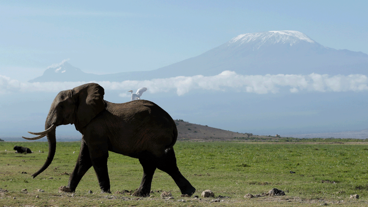 An elephant walks in Amboseli National Park in front of Kilimanjaro Mountain, Kenya, March 19, 2017. Reuters