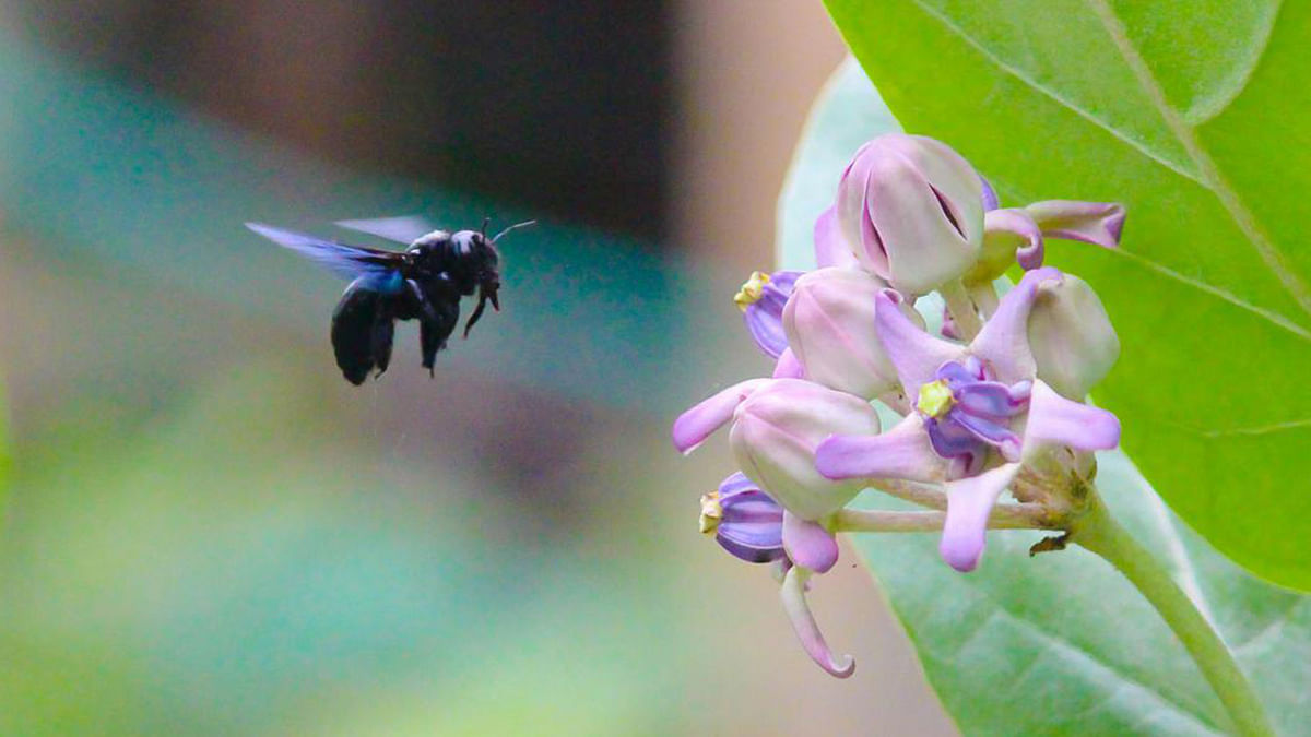 A bumble bee flies to a flower in Khulna<SNG-QTS>s Daulatdia upazila. Photo: Saddam Hossain.