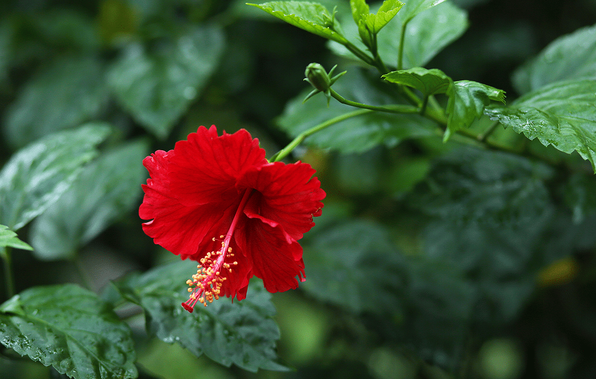 A blood-red Jaba flower blooms near Dhanmondi lake in Dhaka city. Photo: Zamiul Islam