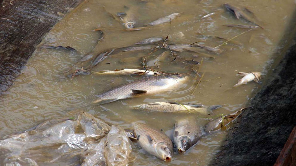 Fishes gasp from water pollution in haors. The photo was taken at Sunamganj municipal area. Photo: Anis Mahmud.