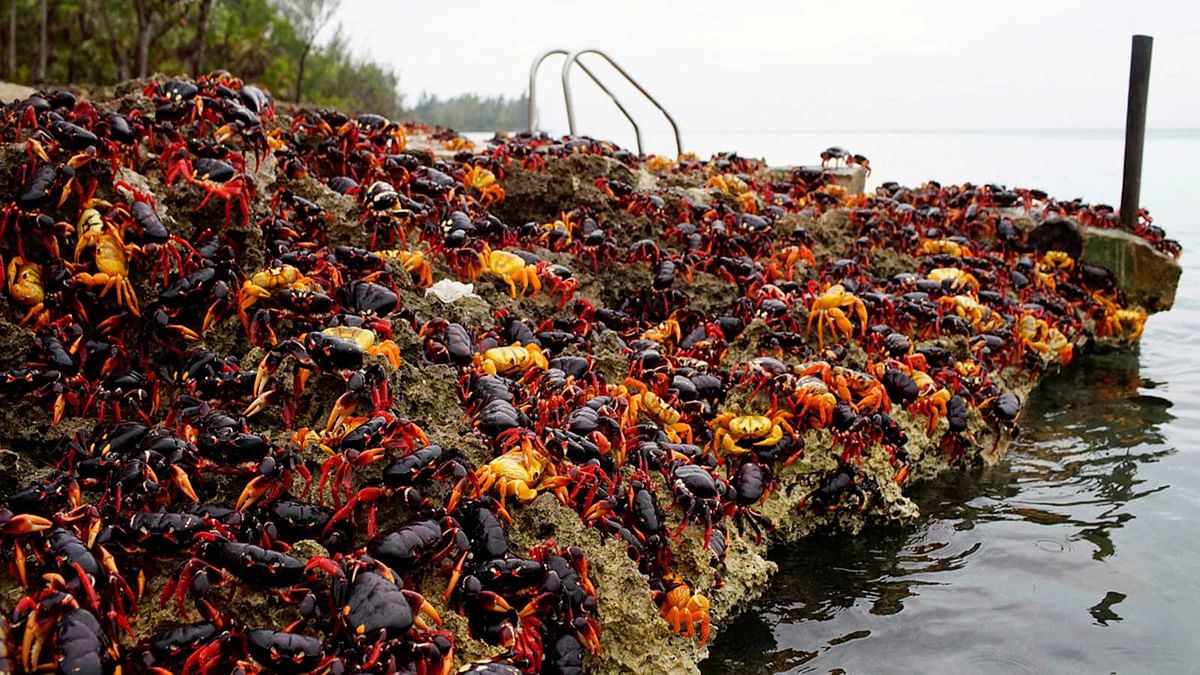 Crabs coming from the surrounding forests gather near the sea to spawn in Playa Giron, Cuba. Reuters