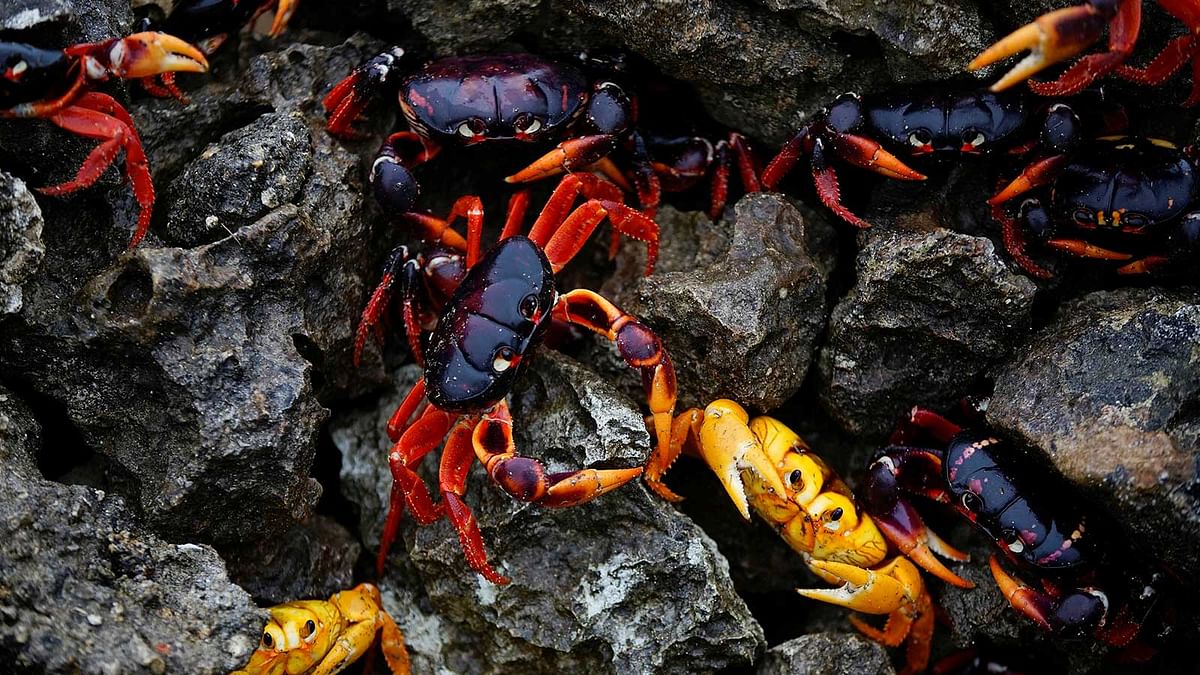 Crabs coming from the surrounding forests gather near the sea to spawn in Playa Giron, Cuba, April 21, 2017. Picture taken on April 21, 2017. Reuters