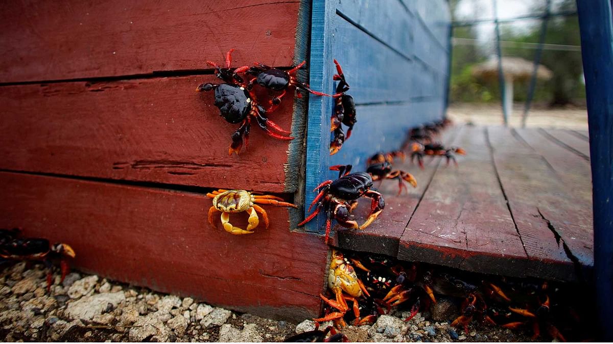 Crabs coming from the surrounding forests climb a food hut on their way to spawn in the sea in Playa Giron, Cuba. Reuters