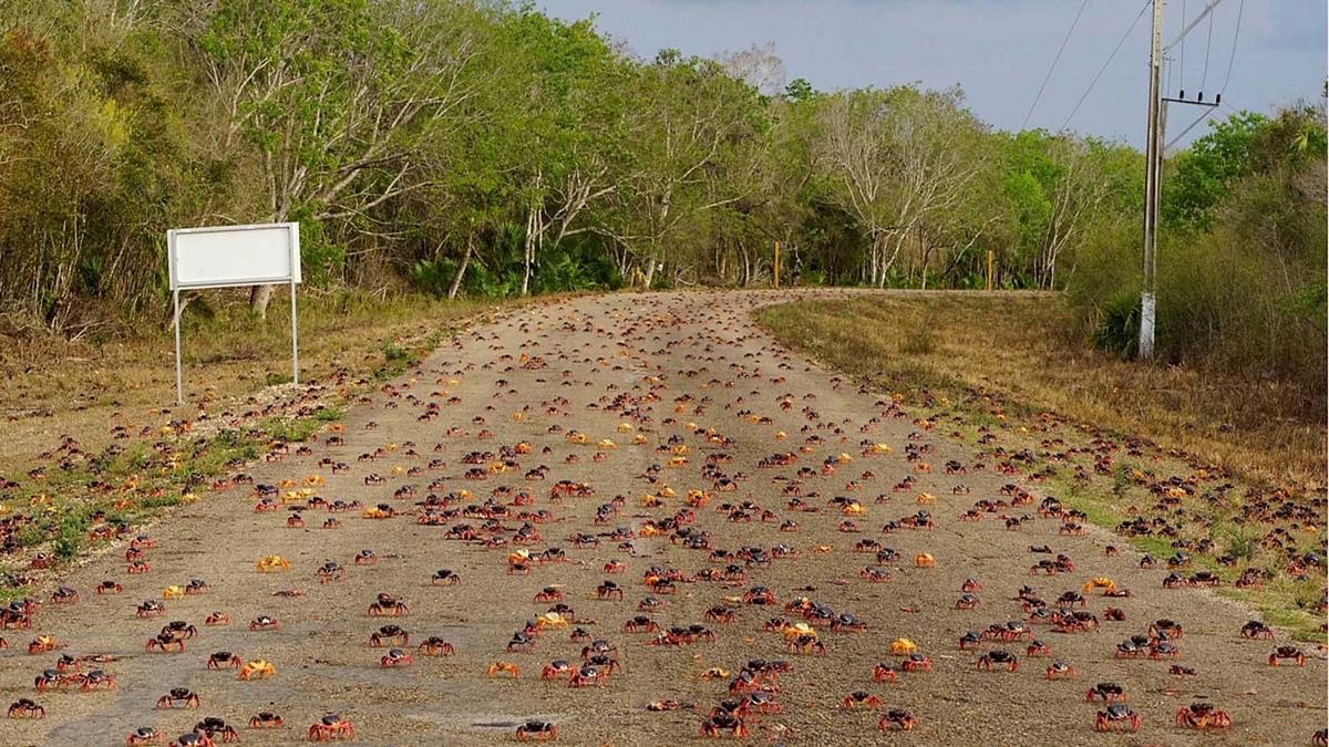 Crabs coming from the surrounding forests cross a highway on their way to spawn in the sea in Playa Giron, Cuba. Reuters