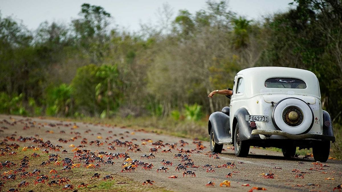 A man driving a vintage car reacts as he passes by crabs crossing a highway on their way to spawn in the sea in Playa Giron, Cuba, April 21, 2017. Picture taken on April 21, 2017. Reuters