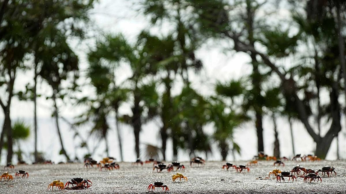 Crabs coming from the surrounding forests cross a highway on their way to spawn in the sea in Playa Giron, Cuba, April 21, 2017. Picture taken on April 21, 2017. Reuters