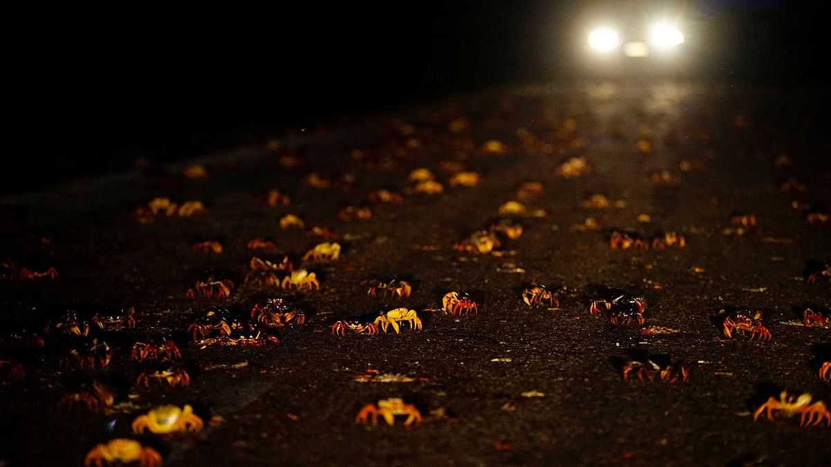 Crabs coming from the surrounding forests cross a highway on their way to spawn in the sea in Playa Giron, Cuba, April 20, 2017. Picture taken on April 20, 2017. Reuters