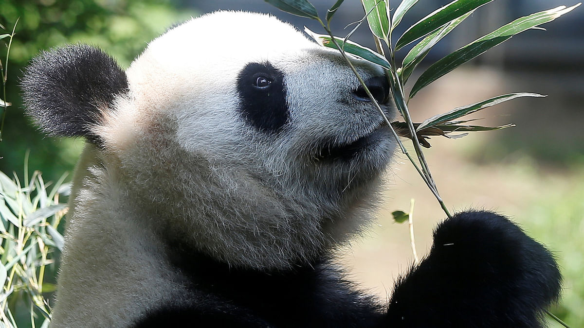 A female giant panda named Shin Shin which zoo officials say may be pregnant is seen through a window glass at Ueno Zoological Park in Tokyo, Japan May 19, 2017. Photo: Reuters