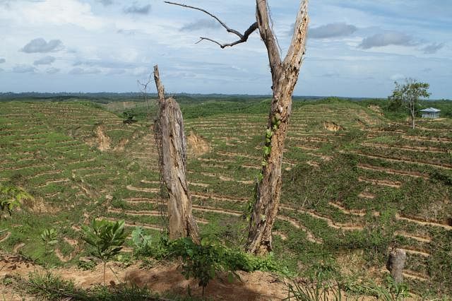 Natural rubber garden in Bandarban. Photo credit: Philip Gyne
