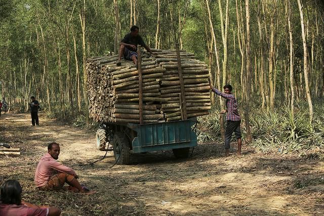 Deforestation at Tangail's Madhupur forest. Photo credit: Philip Gyne