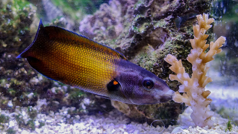 A colorful reef fish called a tubelip wrasse is seen feeding on coral. Reuters