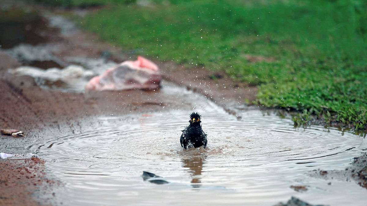 A bird bathes in a mod puddle as a plastic bag is seen side of a road on a wet day in Colombo. Reuters