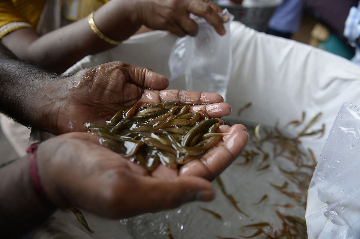 An Indian volunteer holds live fish to distribute to patients prior to receive the `fish medicine` from members of the Bathini Goud family at the exhibition grounds in Hyderabad on June 8, 2017. AFP