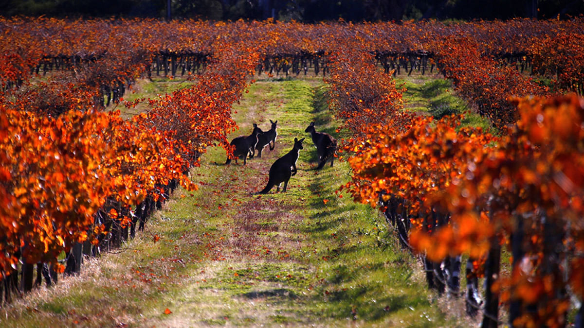 A group of Kangaroos can be seen between rows of vines at the Charles Melton vineyard located in the Barossa Valley, north of Adelaide in Australia. Reuters