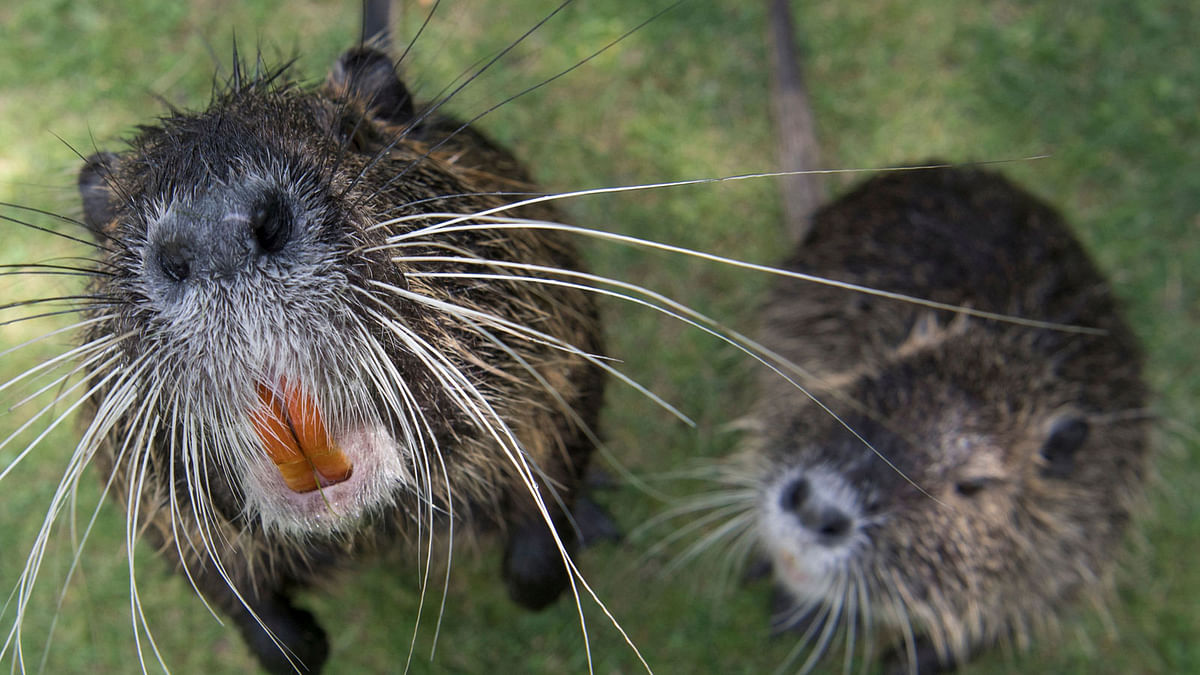 Two coypus (Muskrat Rats) are pictured as they approach the photographer`s camera at the Nidda in Frankfurt am Main, western Germany, on June 15, 2017. AFP