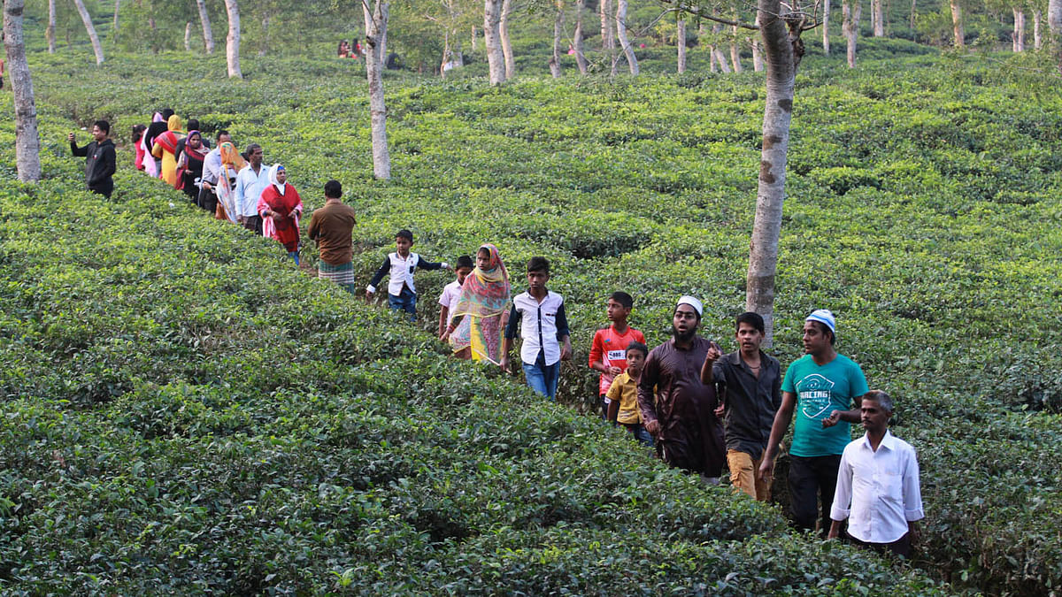 The Lakkatura Tea Garden in Sylhet city. Photo: Anis Mahmud