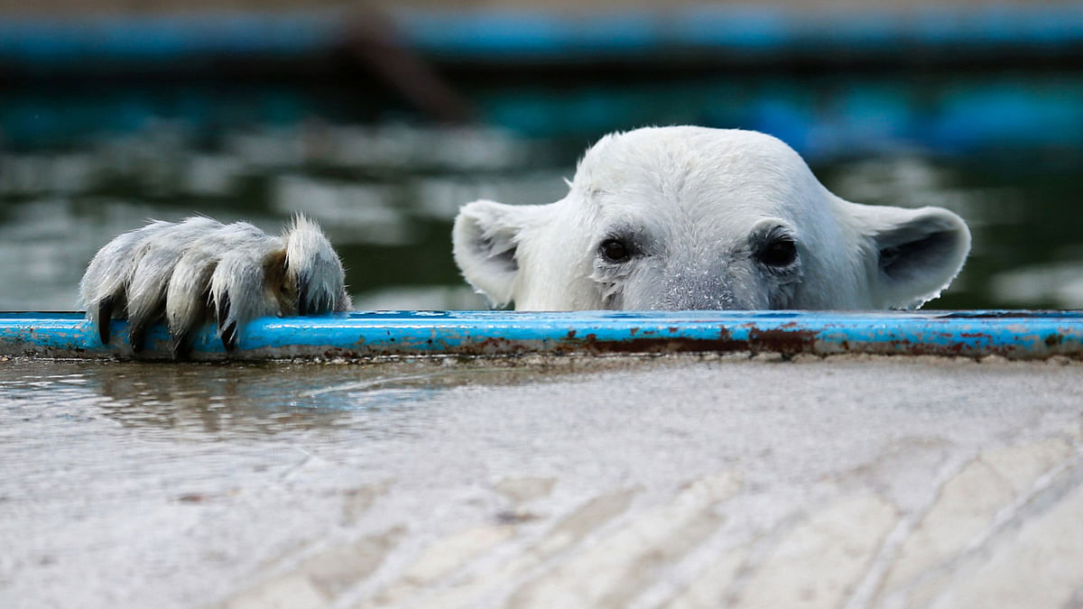 A Polar bear swims in a pool at the center of reproduction of rare species of animals at the Moscow Zoo in the village of Sychevo, Moscow Region on July 24, 2017. / AFP