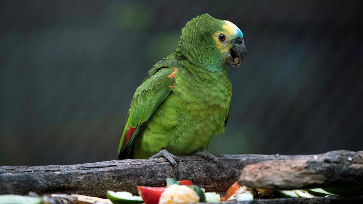A parrot eats inside the `flight school` aviary where the animals try to adapt to life in nature, in Seropedica, state of de Janeiro, Brazil. Photo: AFP