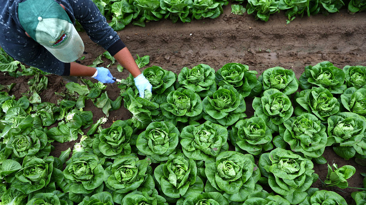 A migrant worker picks lettuce on a farm in Kent, Britain. Photo: AFP