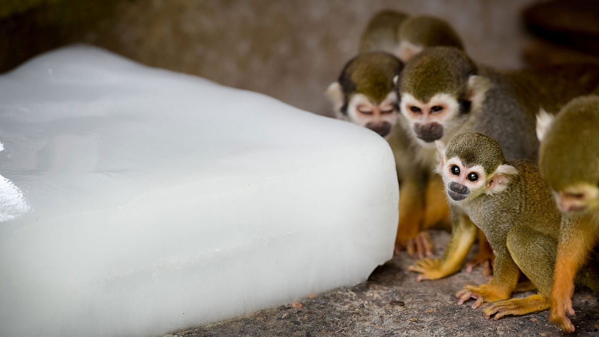 Macaque monkeys cool off with an ice block on a hot day at a zoo in Hefei, Anhui province. China. Photo: Reuters