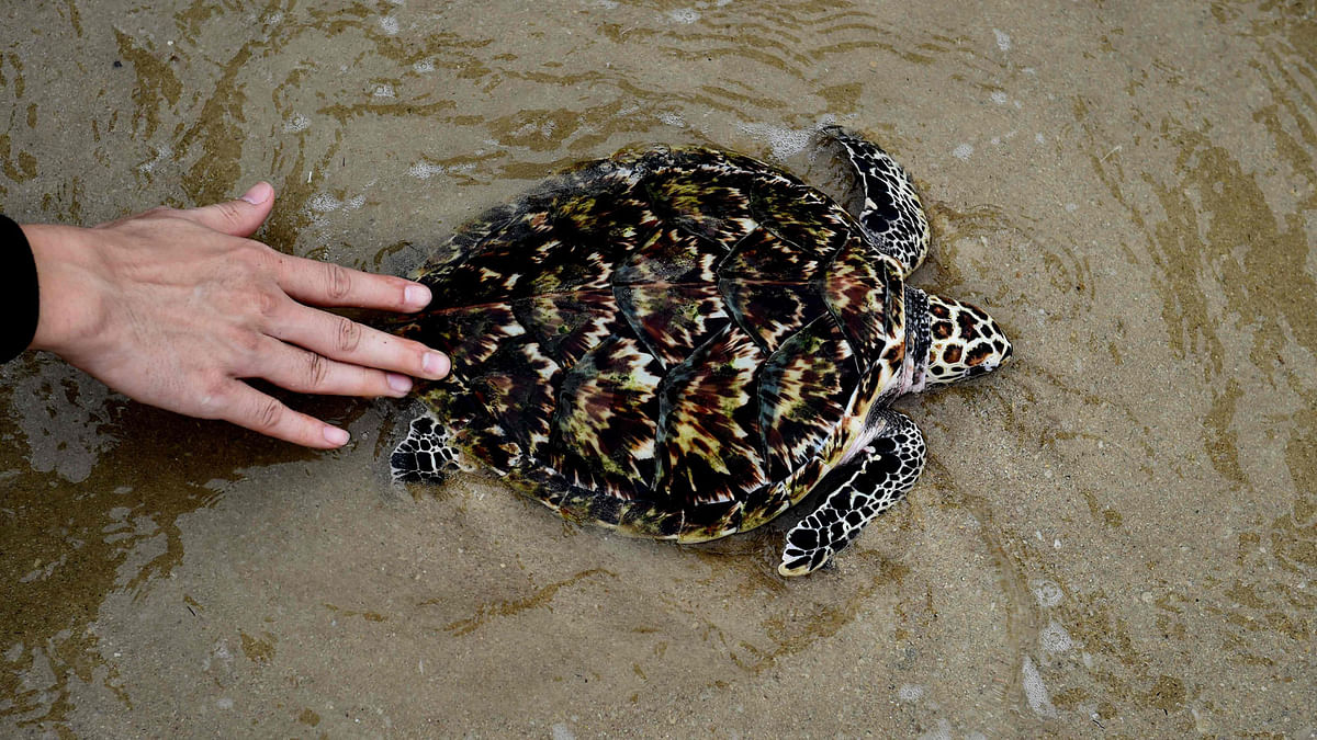 A man nudges a sea turtle into the Gulf of Thailand during the annual turtle conservation release event at the Royal Thai Navy Sea Turtle Conservation Centre in Sattahip. Photo: AFP