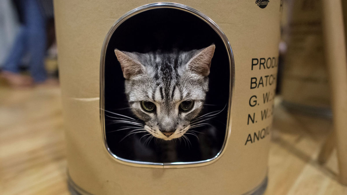 This photo taken on July 15, 2017 shows a cat peeking out from inside a cylinder-shaped space for cats at the `Catpuchino Cafe` in Yangon. AFP
