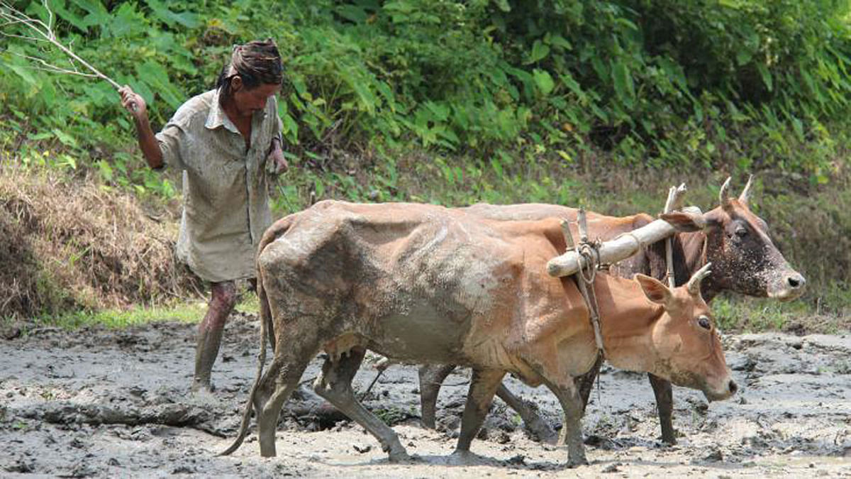 Farmer busy cultivating a field in Khagrachhari on Friday. Photo: Neerob Chowdhury