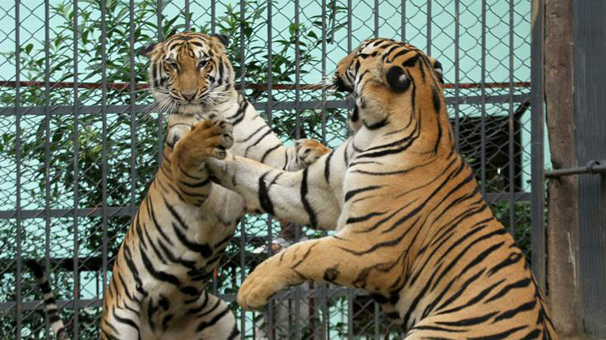 Two tigers of Chittagong zoo playing on Saturday. Saurabh Das