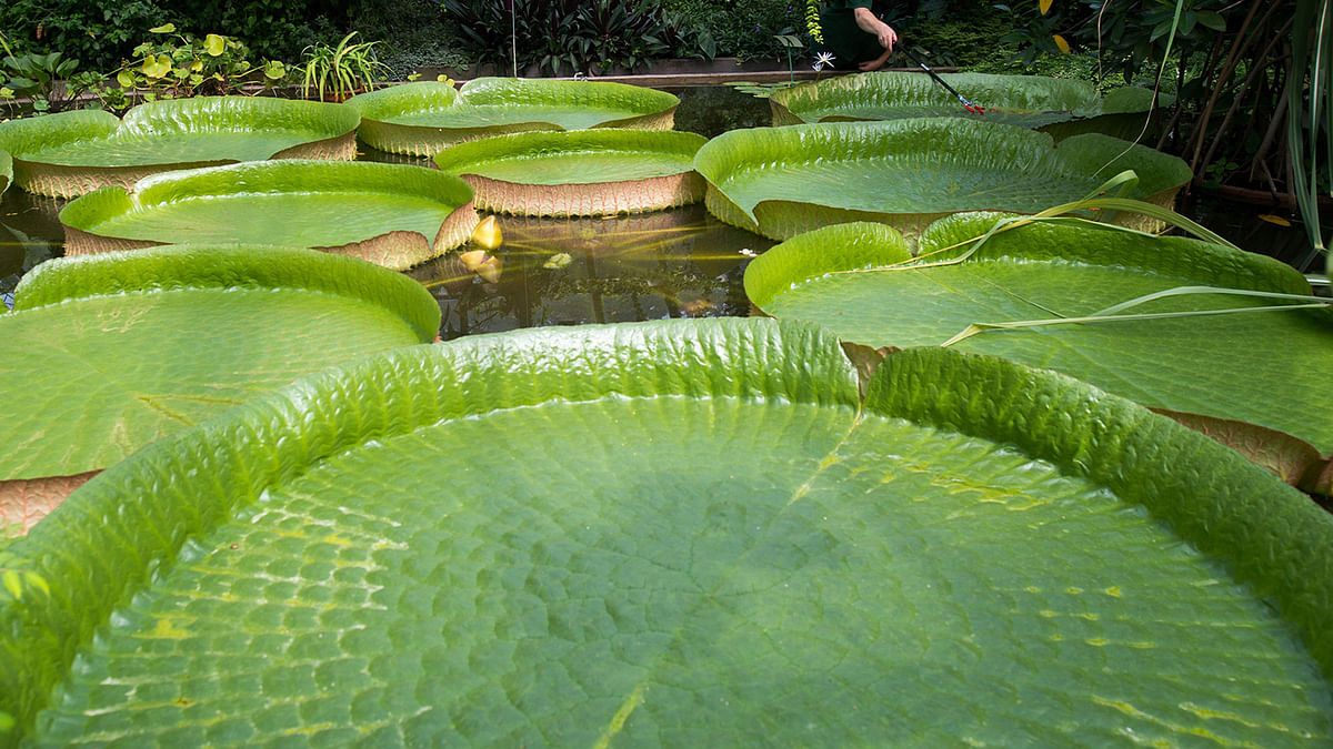 Gardener Heike Lange removes dead leaves from a Victoria giant water lily at the Gruson-Gewaechshaeuser greenhouses and botanical garden in Magdeburg, eastern Germany, on August 2, 2017. The leaves of the plant can reach a weight of up to 60 kilograms and a diameter of up to three metres. AFP