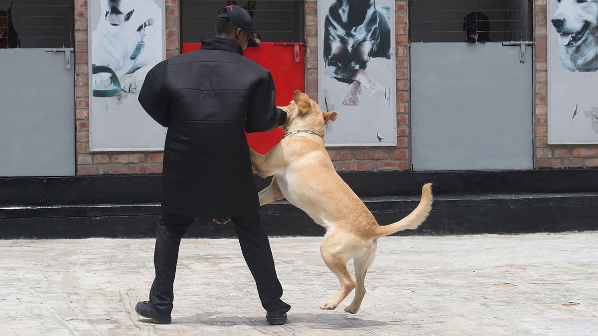 A Labrador dog being trained in the capital`s Bhatara area on Saturday. Photo: Abdus Salam
