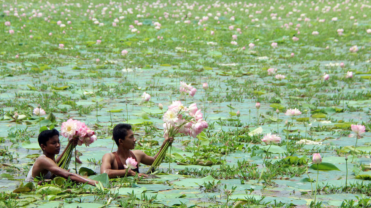 Two boys collecting lotus flowers on Saturday in Rangpur’s Kauniya. Photo: Moinul Islam