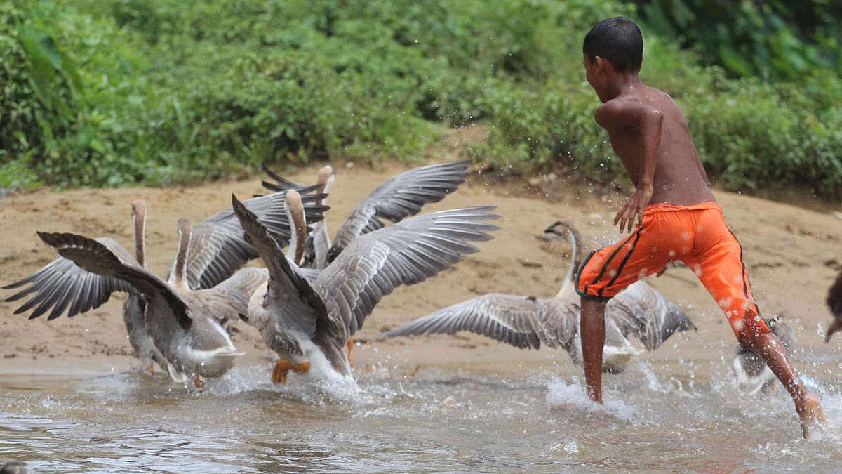 A boy running after a flock of geese in Sylhet’s Baluchar. Photo: Anis Mahmud