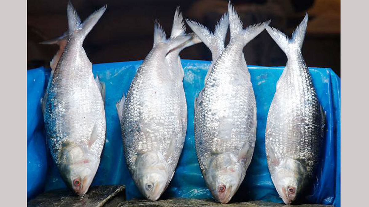 Hilsa