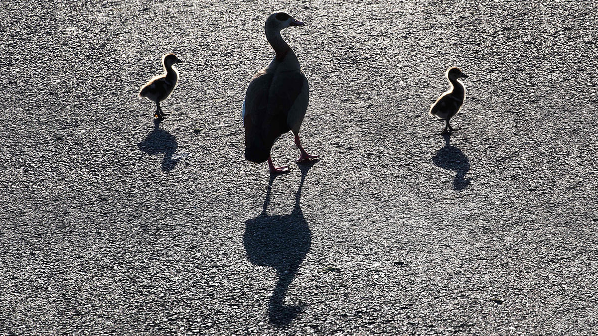 A goose mother and two goslings cast long shadows as they waddle over a path in Frankfurt am Main, western Germany, on August 7, 2017. AFP