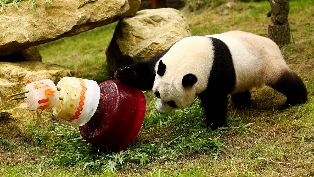 Xing Ya, the male of the two giant pandas, flips over his birthday icecake celebrating his 4th birthday at the Ouwehands Zoo in Rhenen. Reuters