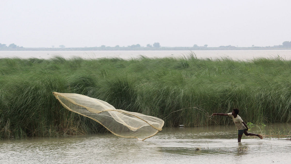 A fisherman throws a fishing net to catch fish in the Padma river in Rajshahi on 10 August. Photo: Shahidul Islam