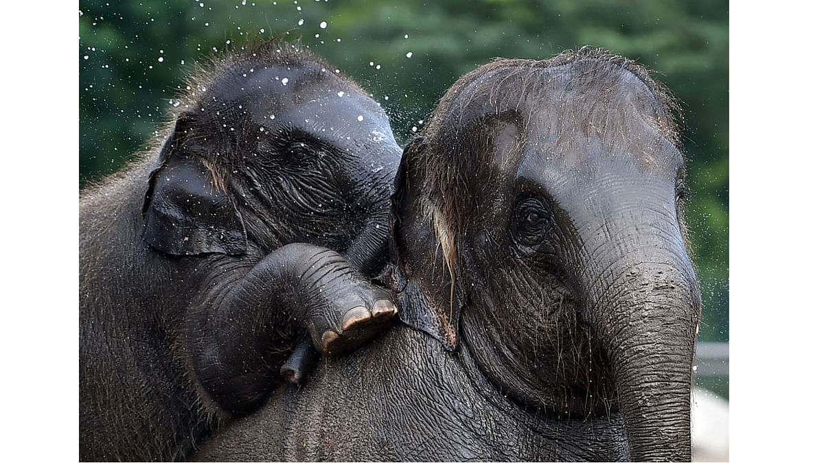 Baby elephant Edgar splashes around as he bathes with family members in a pool of his enclosure at the Tierpark zoo in Berlin on 10 August, 2017. Photo: AFP