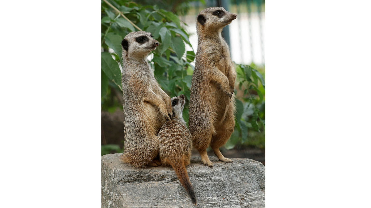 Meerkats with their cub, which was born on 27 June, sit on a rock in their enclosure at Schoenbrunn zoo in Vienna, Austria 10 August, 2017. Photo: Reuters