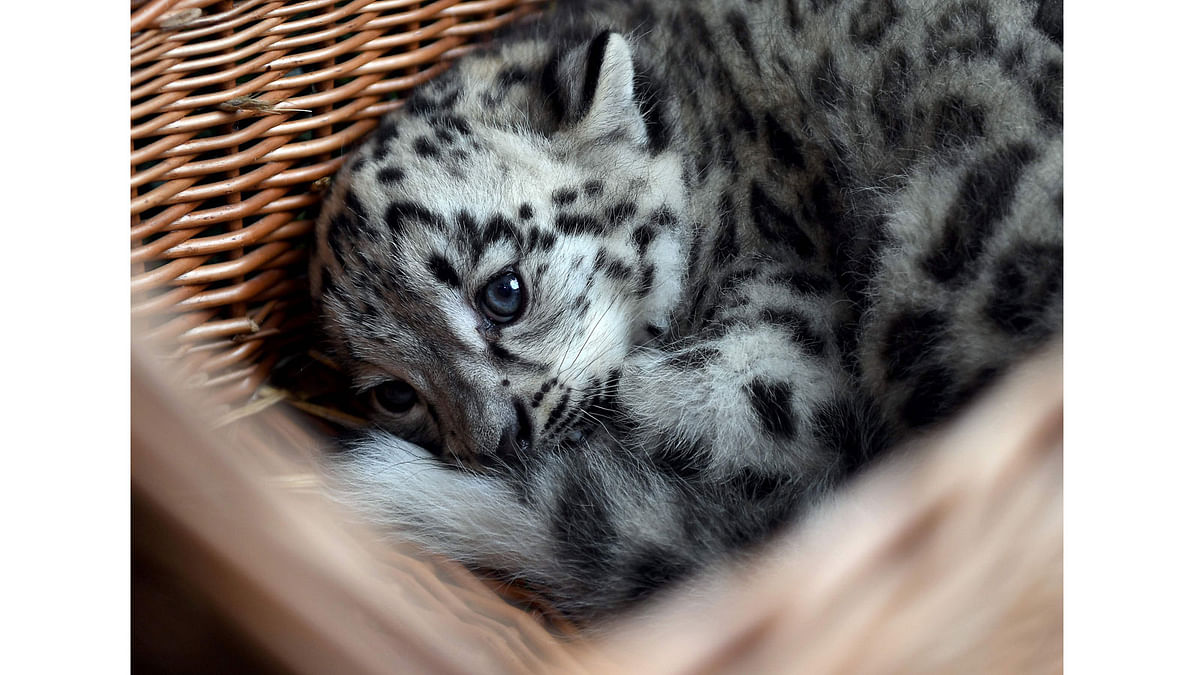 A baby snow leopard lays in a basket at the Tierpark zoo in Berlin as he gets his first vaccination on 10 August, 2017. Photo: AFP